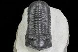 Morocconites Trilobite - Large Specimen #72705-3